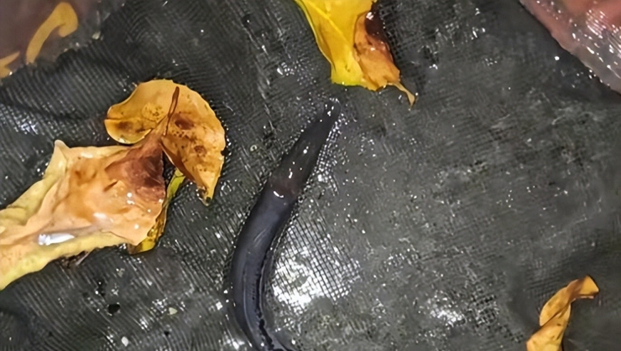男孩疑在水深20厘米的浴缸中溺亡,香港最准最快资料老澳门6合码开奖资料查询,决策资料解释落实_云端版V1.18